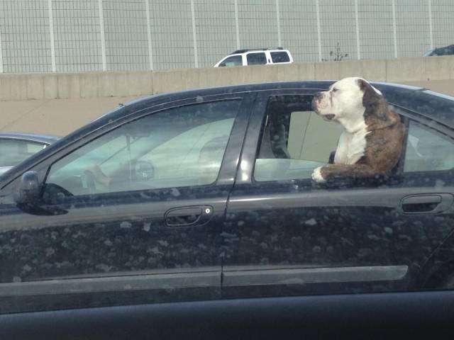 Daily Picdump