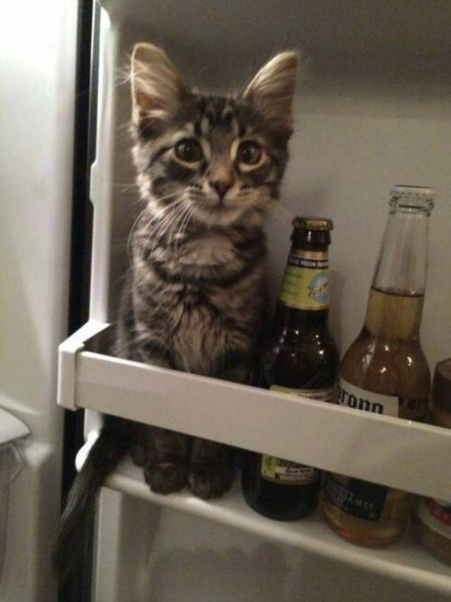 Daily Picdump