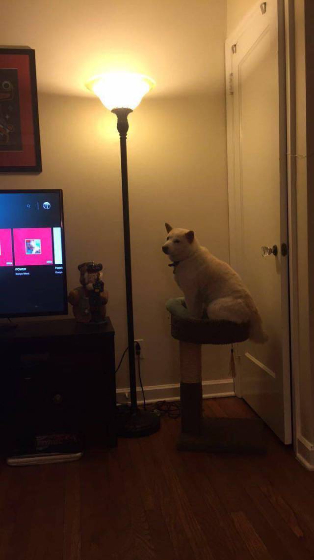 Daily Picdump