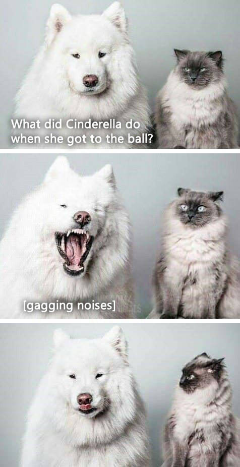 funny picdump 52 pics 11.html - 52 HD Photos | Premium Gallery 2018