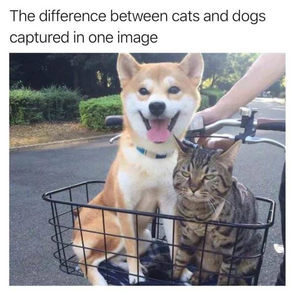 funny picdump 51 pics 17.html - 51 HD Photos | Premium Gallery 2018