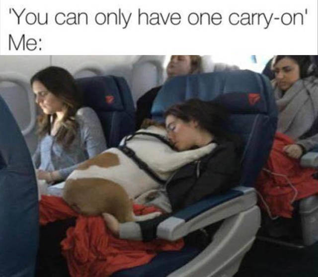 funny picdump 51 pics 17.html - 51 HD Photos | Premium Gallery 2018