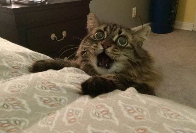 Daily Picdump