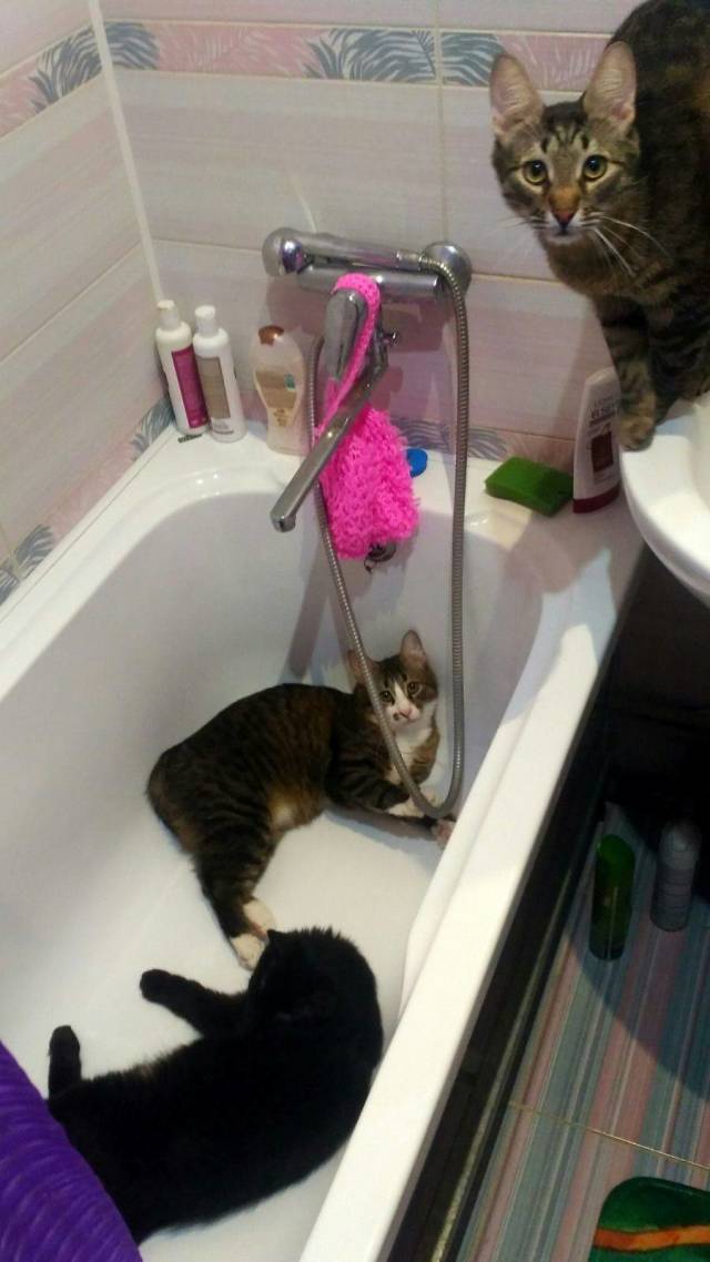 daily picdump 96 pics 38.html - 96 HD Photos | Premium Gallery 2018