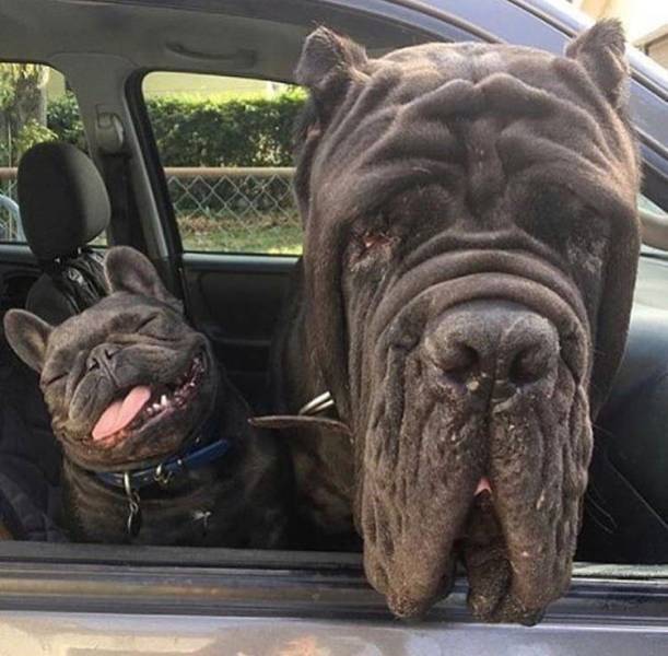 Daily Picdump