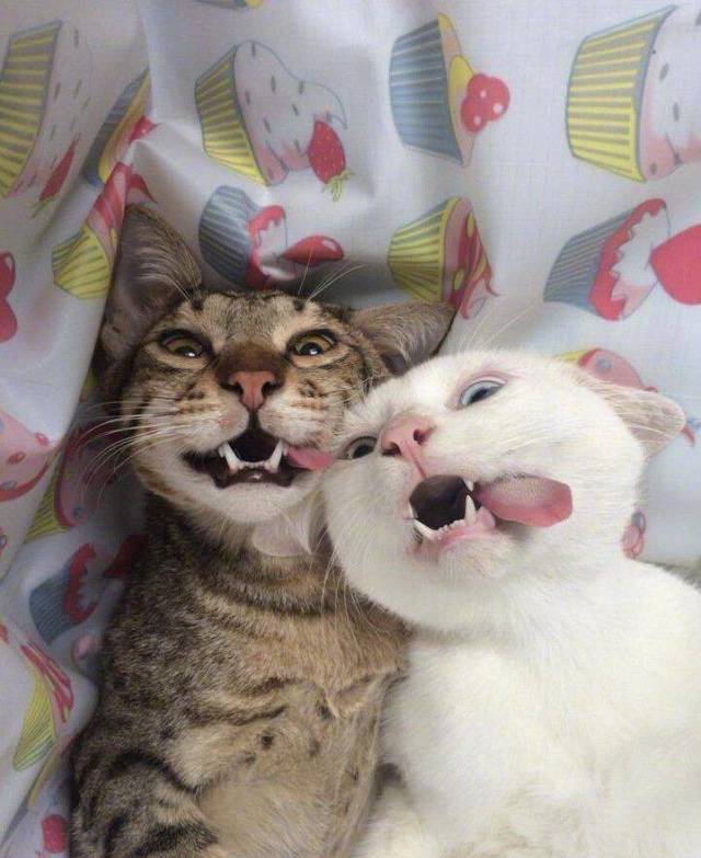 Daily Picdump