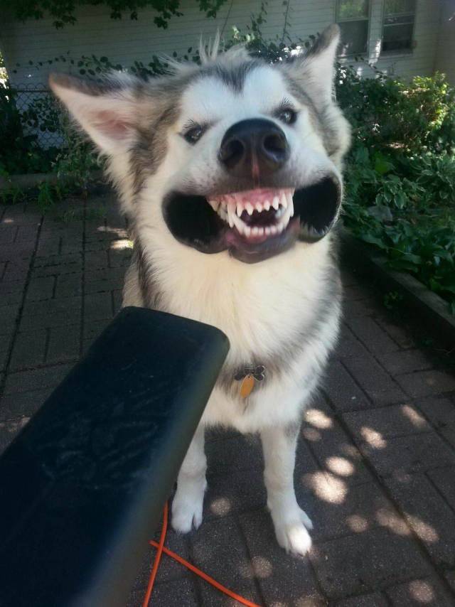 daily picdump 105 pics 2.html - 105 HD Photos | Premium Gallery 2018