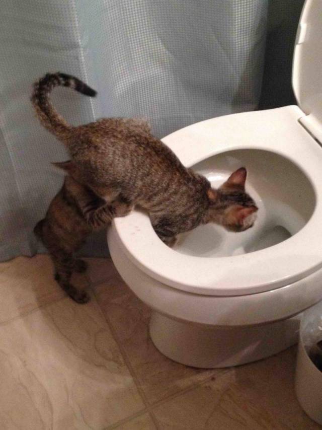 daily picdump weekend edition 72 pics 15.html - 72 HD Photos | Premium Gallery 2018