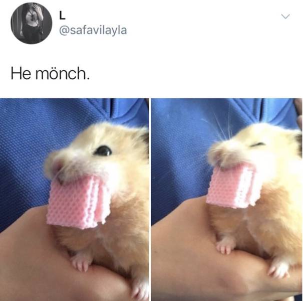 funny picdump 54 pics 3.html - 54 HD Photos | Premium Gallery 2018
