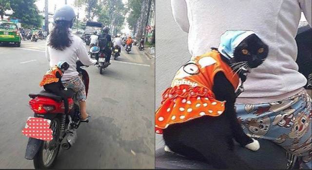 daily picdump weekend edition 52 pics 5.html - 52 HD Photos | Premium Gallery 2018