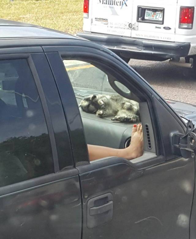 daily picdump 94 pics 39.html - 94 HD Photos | Premium Gallery 2018