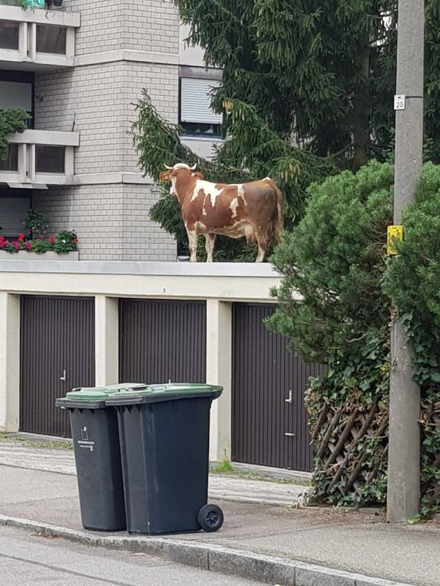 Daily Picdump