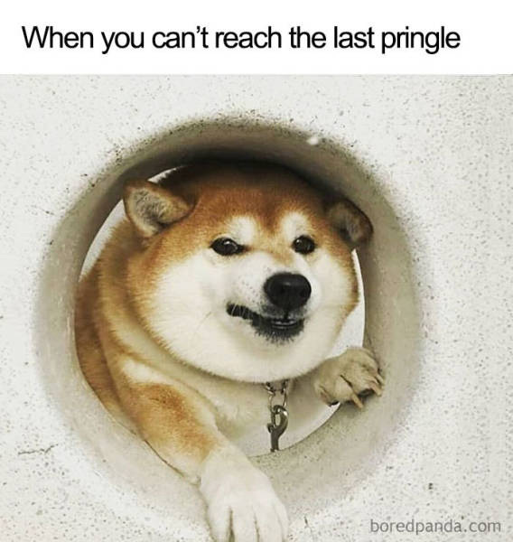 You Know You Like Both Food And Memes
