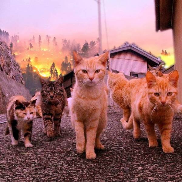 Daily Picdump