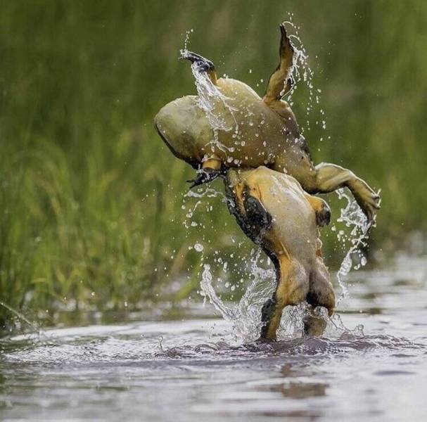 Daily Picdump