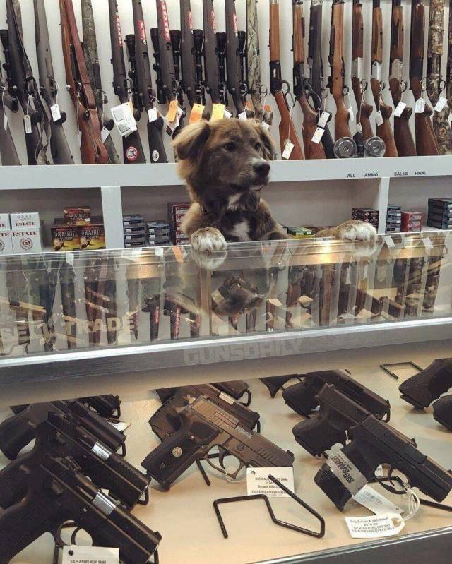 Daily Picdump