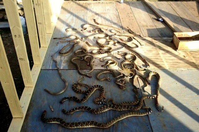 daily picdump 98 pics 45.html - 98 HD Photos | Premium Gallery 2019