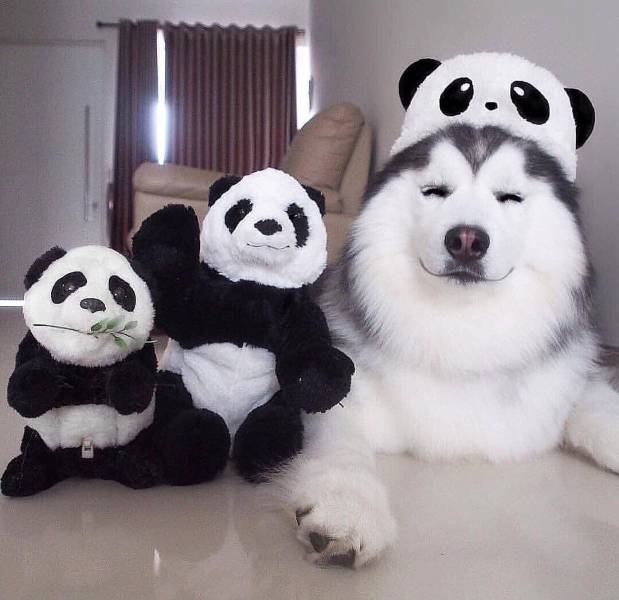 daily picdump weekend edition 52 pics 19.html - 52 HD Photos | Premium Gallery 2019