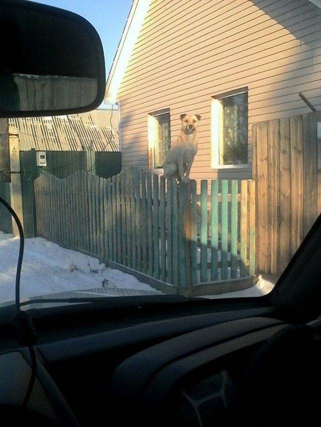 Daily Picdump