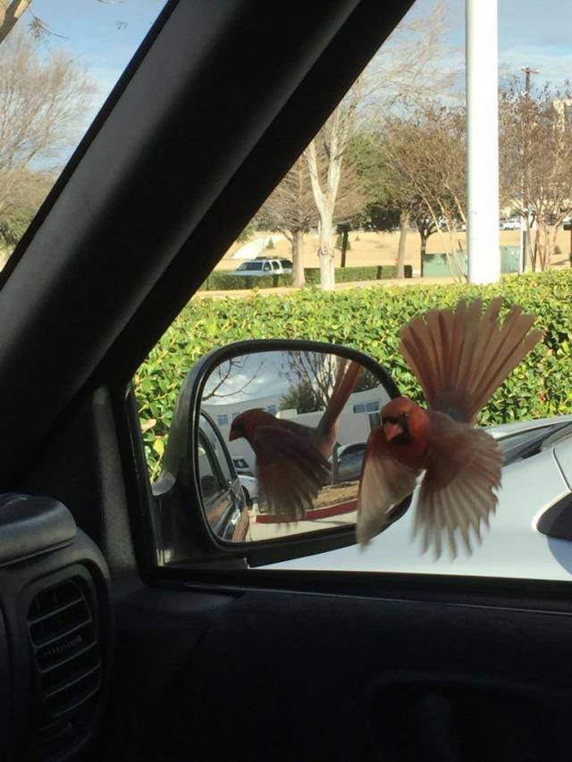 daily picdump 81 pics 11.html - 81 HD Photos | Premium Gallery 2019