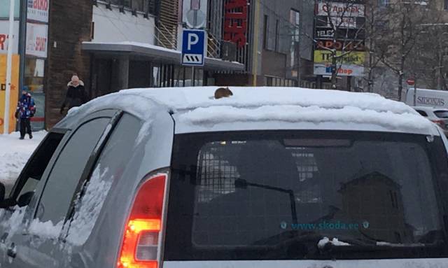 Morning Picdump