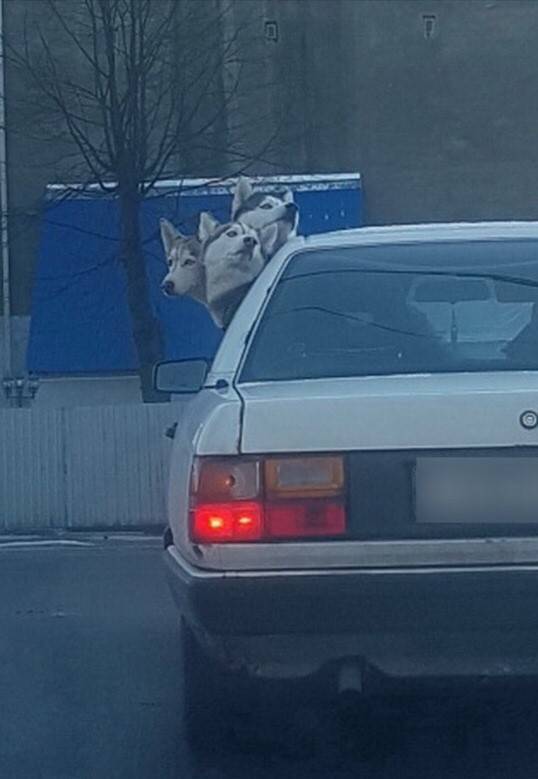 Daily Picdump