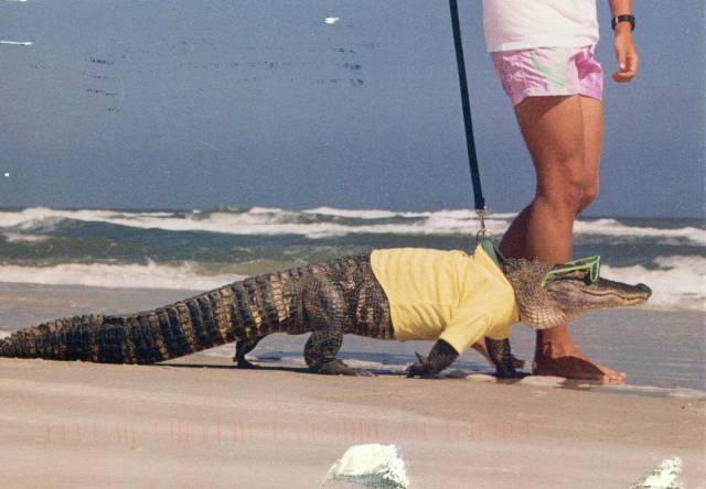 daily picdump weekend edition 63 pics 9.html - 63 HD Photos | Premium Gallery 2019