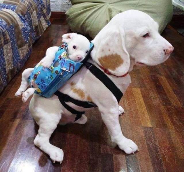 daily picdump weekend edition 63 pics 9.html - 63 HD Photos | Premium Gallery 2019