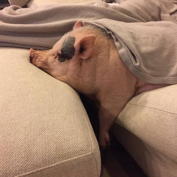 daily picdump weekend edition 63 pics 9.html - 63 HD Photos | Premium Gallery 2019