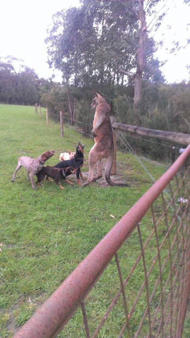 daily picdump weekend edition 63 pics 9.html - 63 HD Photos | Premium Gallery 2019