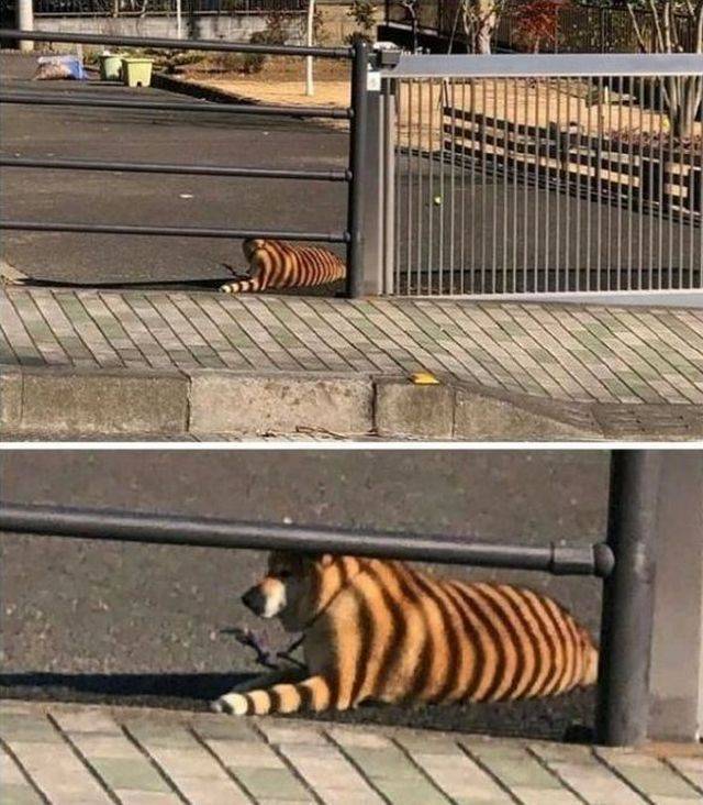 Daily Picdump