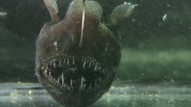 Deep And Mysterious Facts About The Abyss Of The Ocean