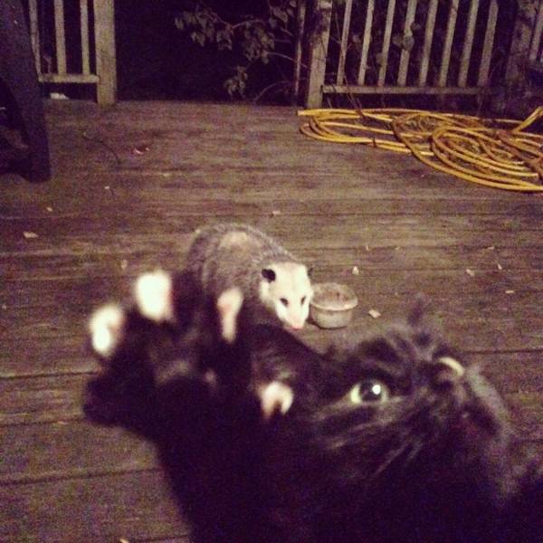 Daily Picdump