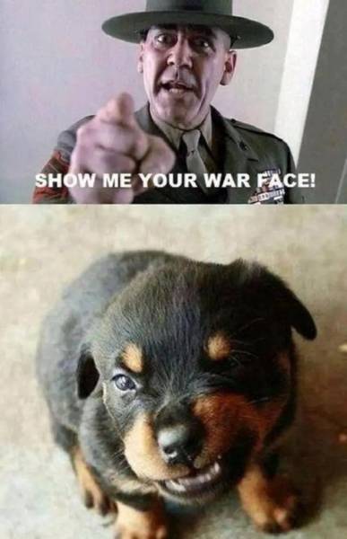 page,5,top 250 funny pics of the year 2019.html - 1 HD Photos | Premium Gallery 2019