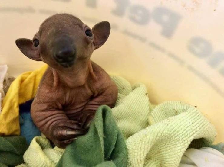 page,2,top 100 animals pics of the year 2019.html - 1 HD Photos | Premium Gallery 2019