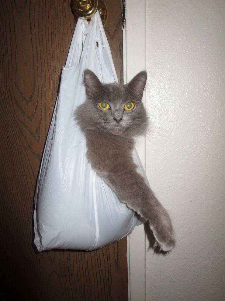 daily picdump 97 pics 49.html - 97 HD Photos | Premium Gallery 2019