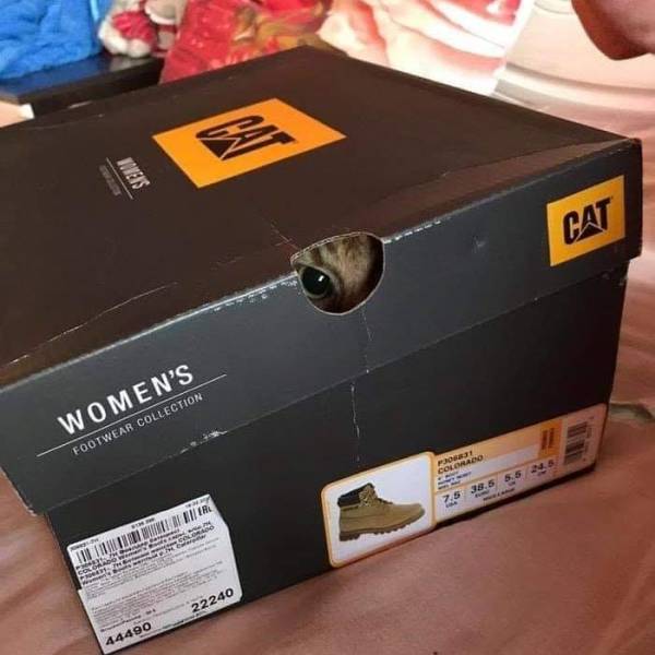 Morning Picdump