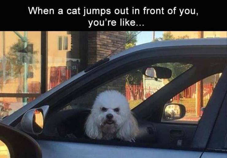 Funny Picdump