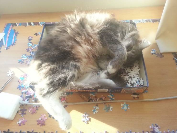Daily Picdump