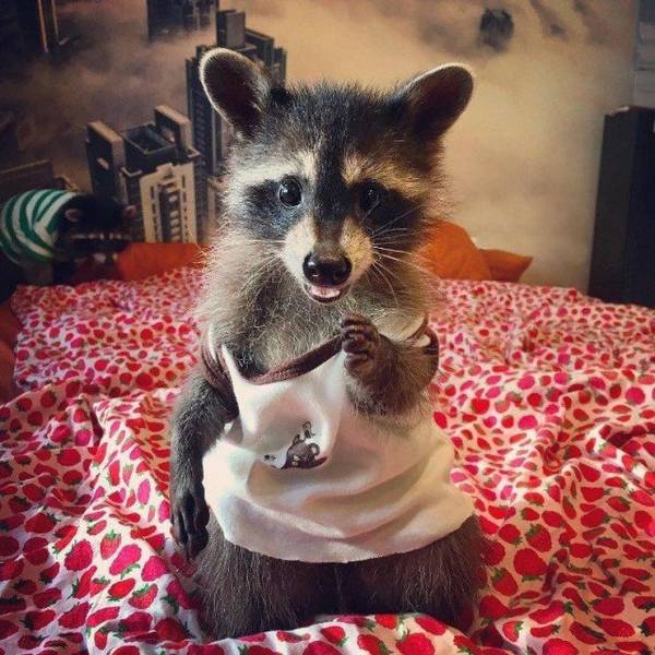 Daily Picdump