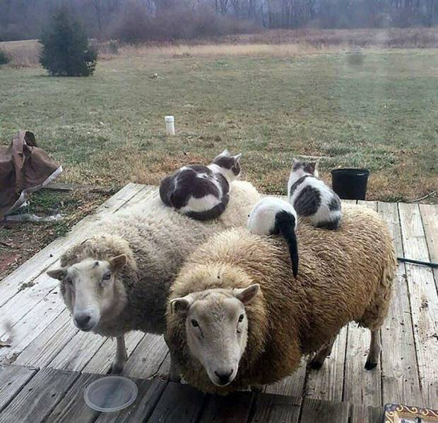Daily Picdump