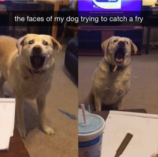 the funniest stuff internet could provide 100 pics 30.html - 100 HD Photos | Premium Gallery 2019