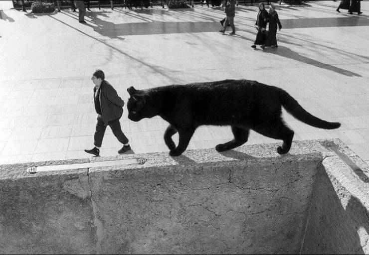 Photographers Who Found THE Perfect Moments