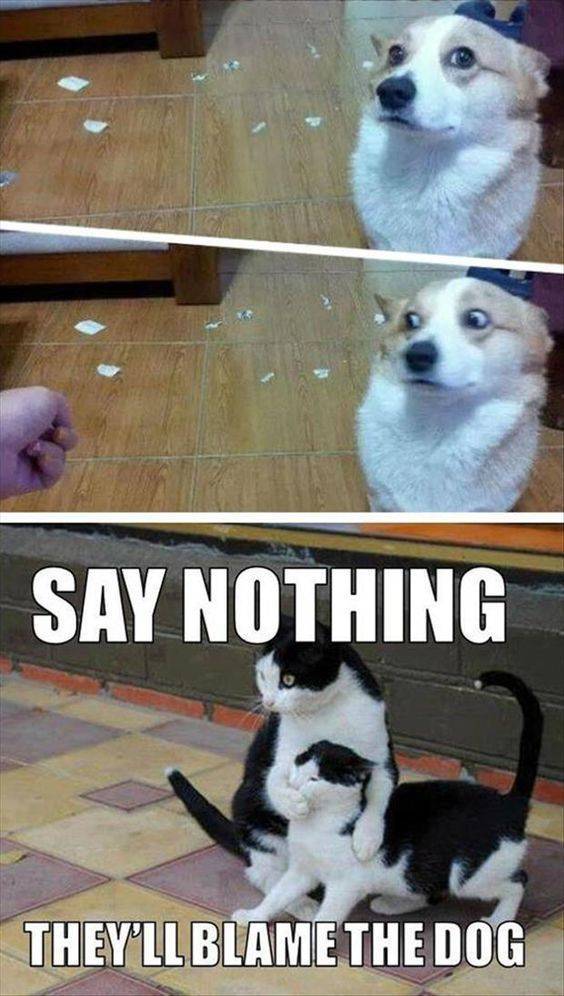 funny picdump 54 pics 4.html - 54 HD Photos | Premium Gallery 2019