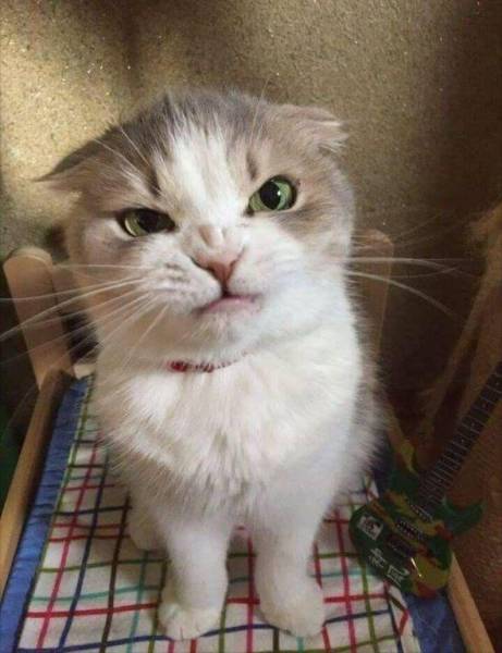 page,2,top 100 animals pics of the year 2019.html - 1 HD Photos | Premium Gallery 2019