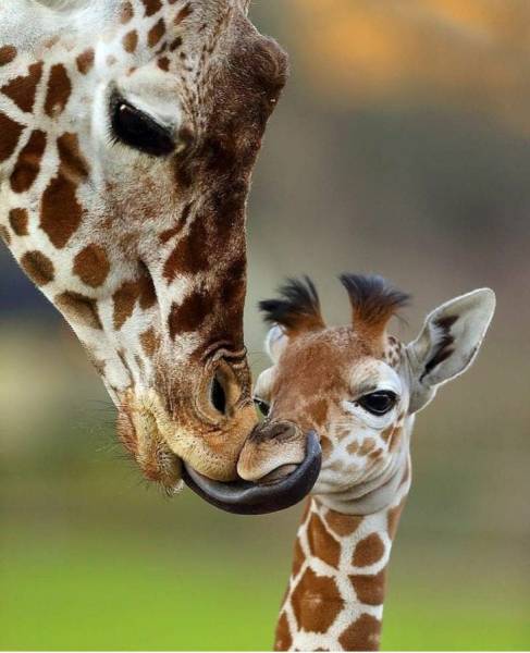 top 100 animals pics of the year 2019.html - 1 HD Photos | Premium Gallery 2019