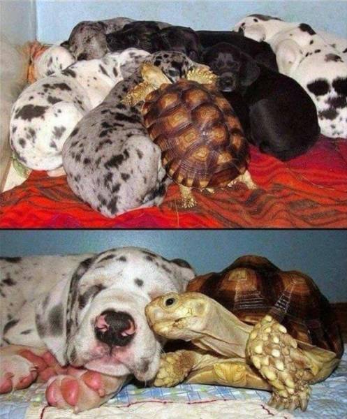 page,2,top 100 animals pics of the year 2019.html - 1 HD Photos | Premium Gallery 2019