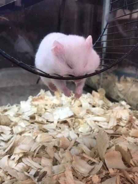 page,2,top 100 animals pics of the year 2019.html - 1 HD Photos | Premium Gallery 2019
