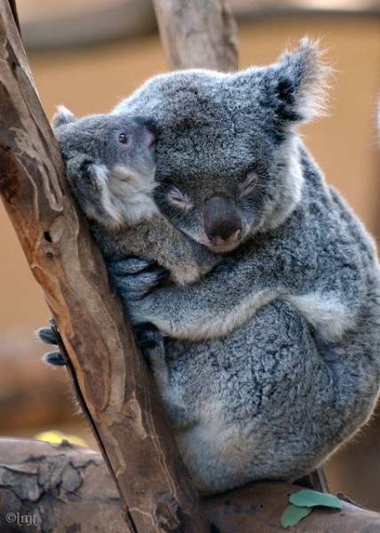 page,2,top 100 animals pics of the year 2019.html - 1 HD Photos | Premium Gallery 2019