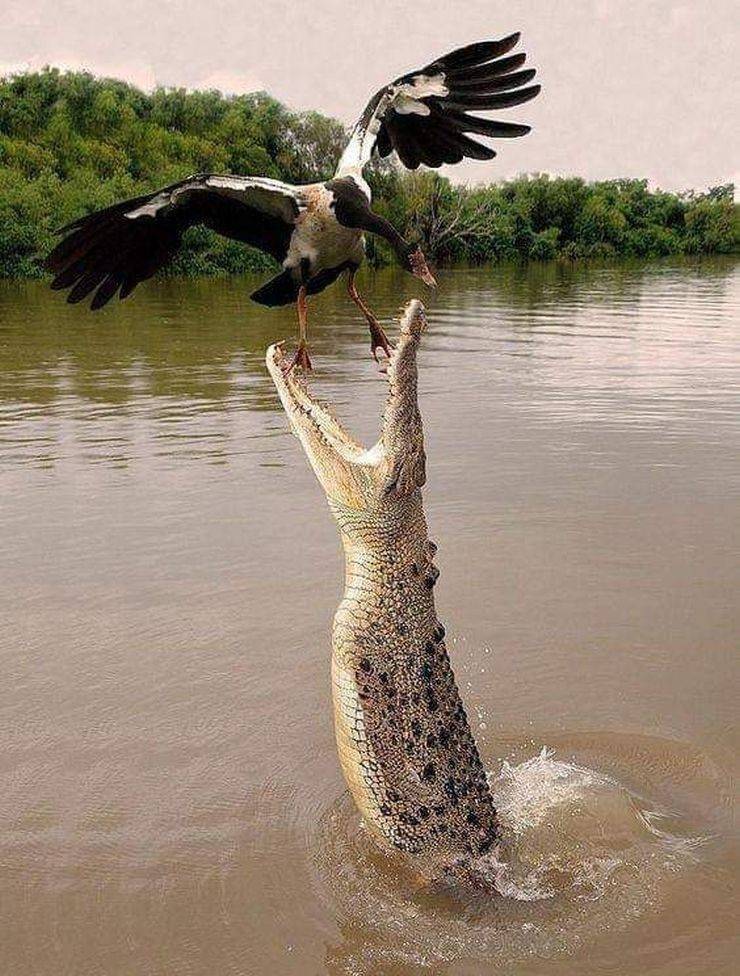 daily picdump 96 pics 40.html - 96 HD Photos | Premium Gallery 2019